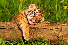 sleeping-tiger-cub