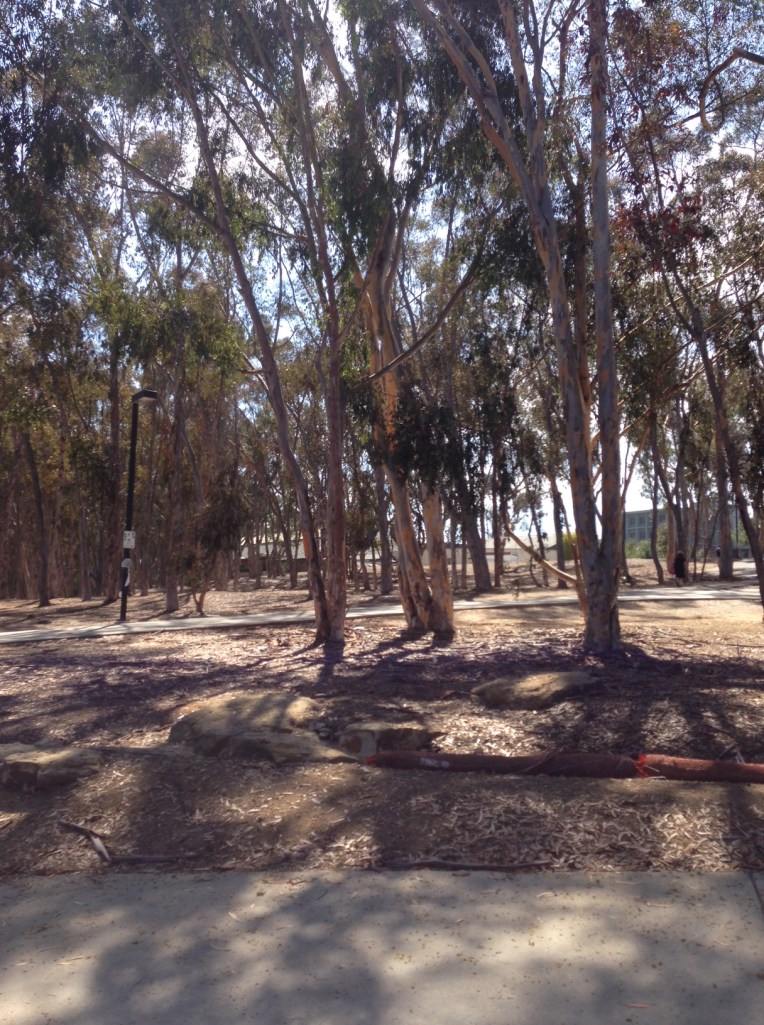 Eucalyptus Grove
