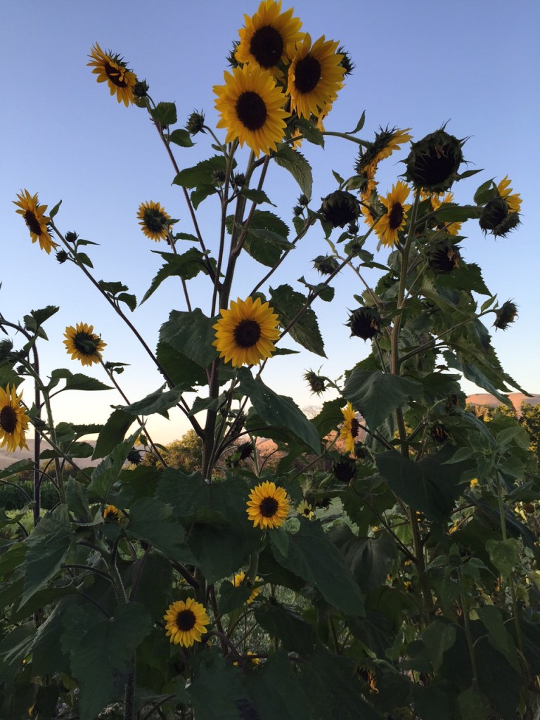 Sunflowers in Bloom