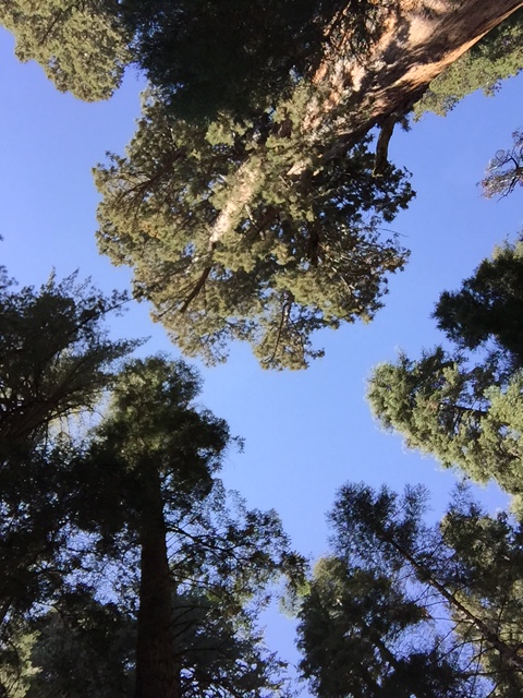 Sequoia Trees