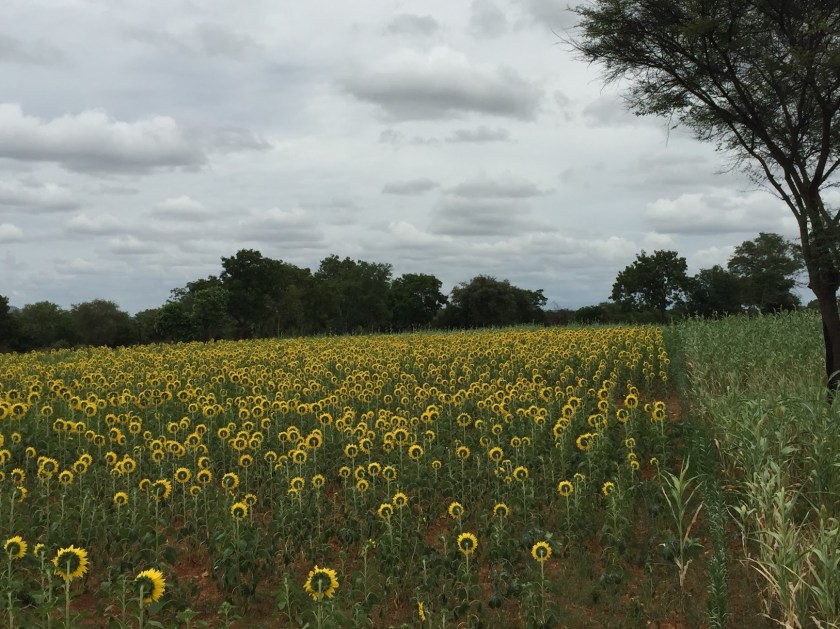 sunflower_fields
