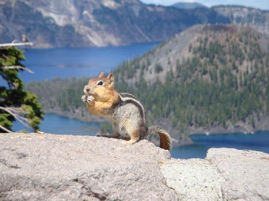 Chipmunks or Squirrels