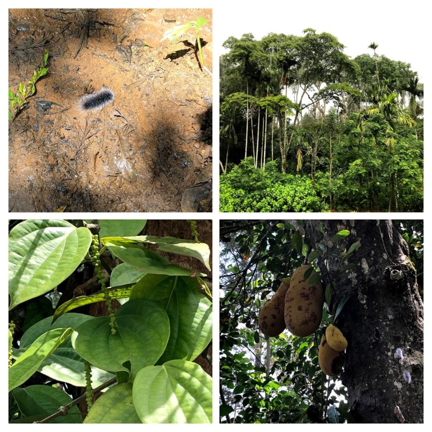 coorg-COLLAGE