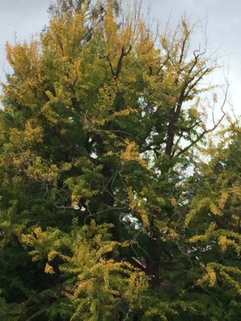 gingko_2.jpg