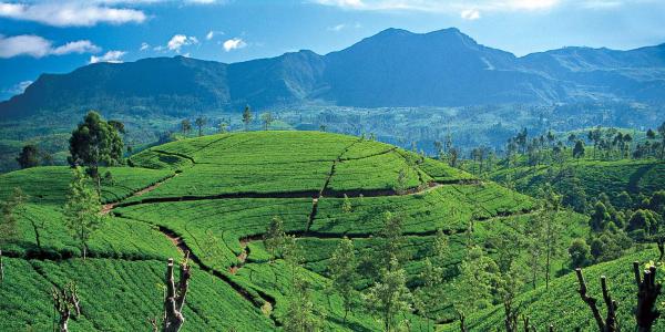 tea_plantation