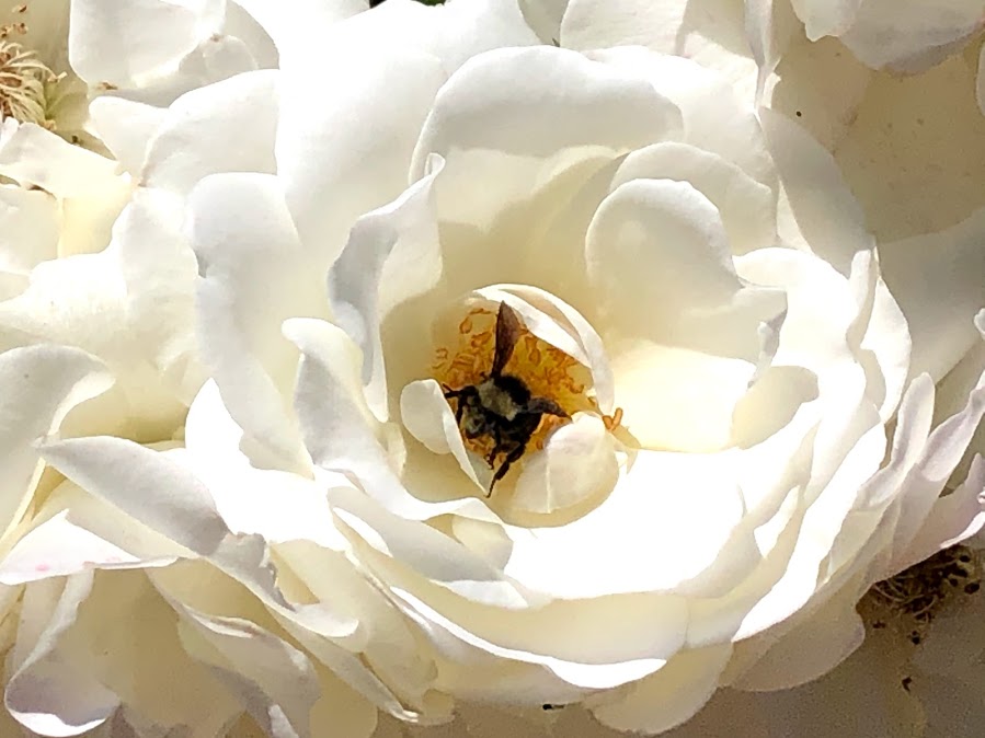 rose-bee