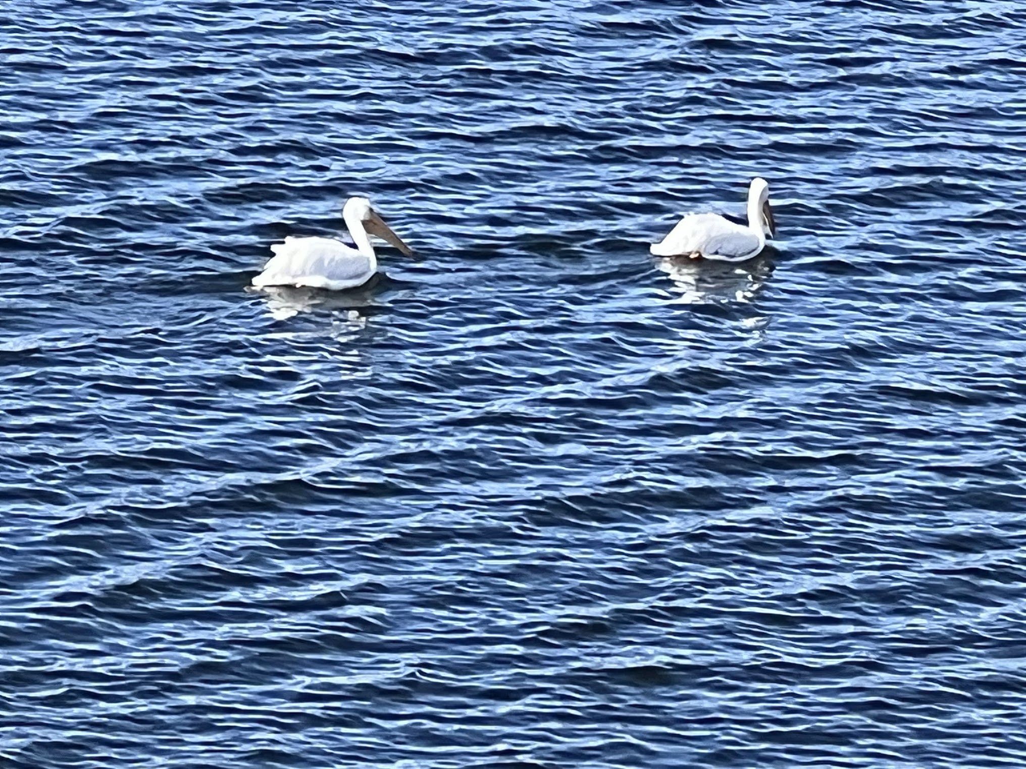pelicans