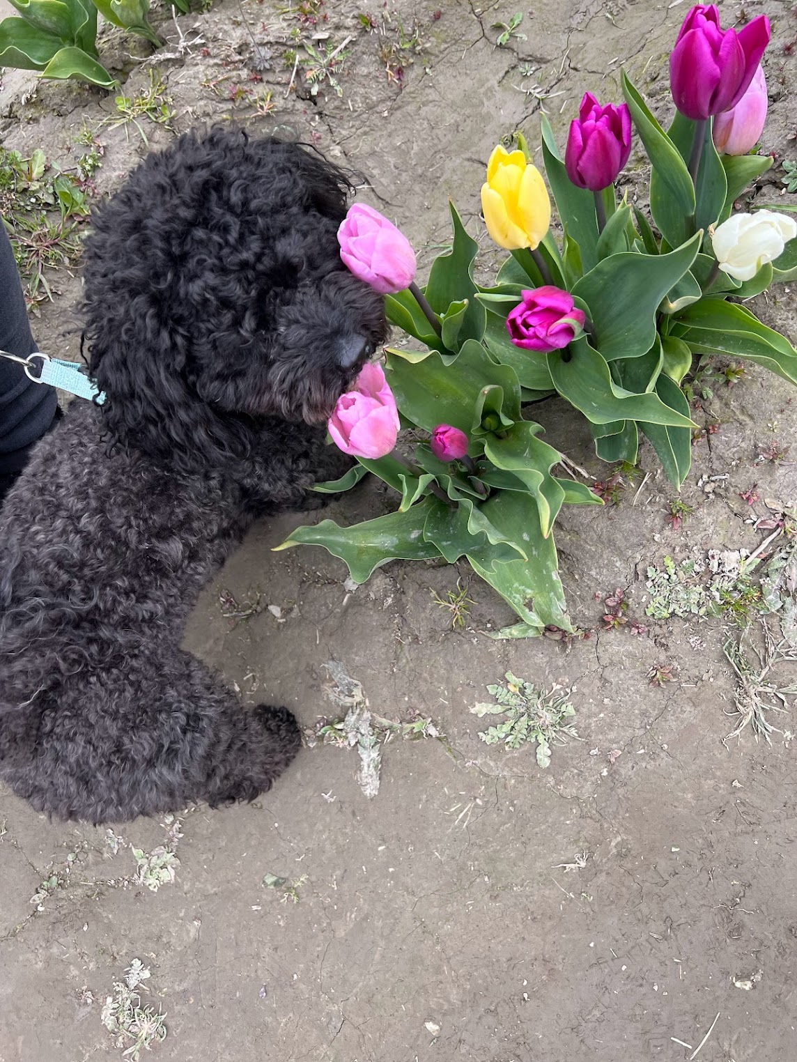 dog_flower