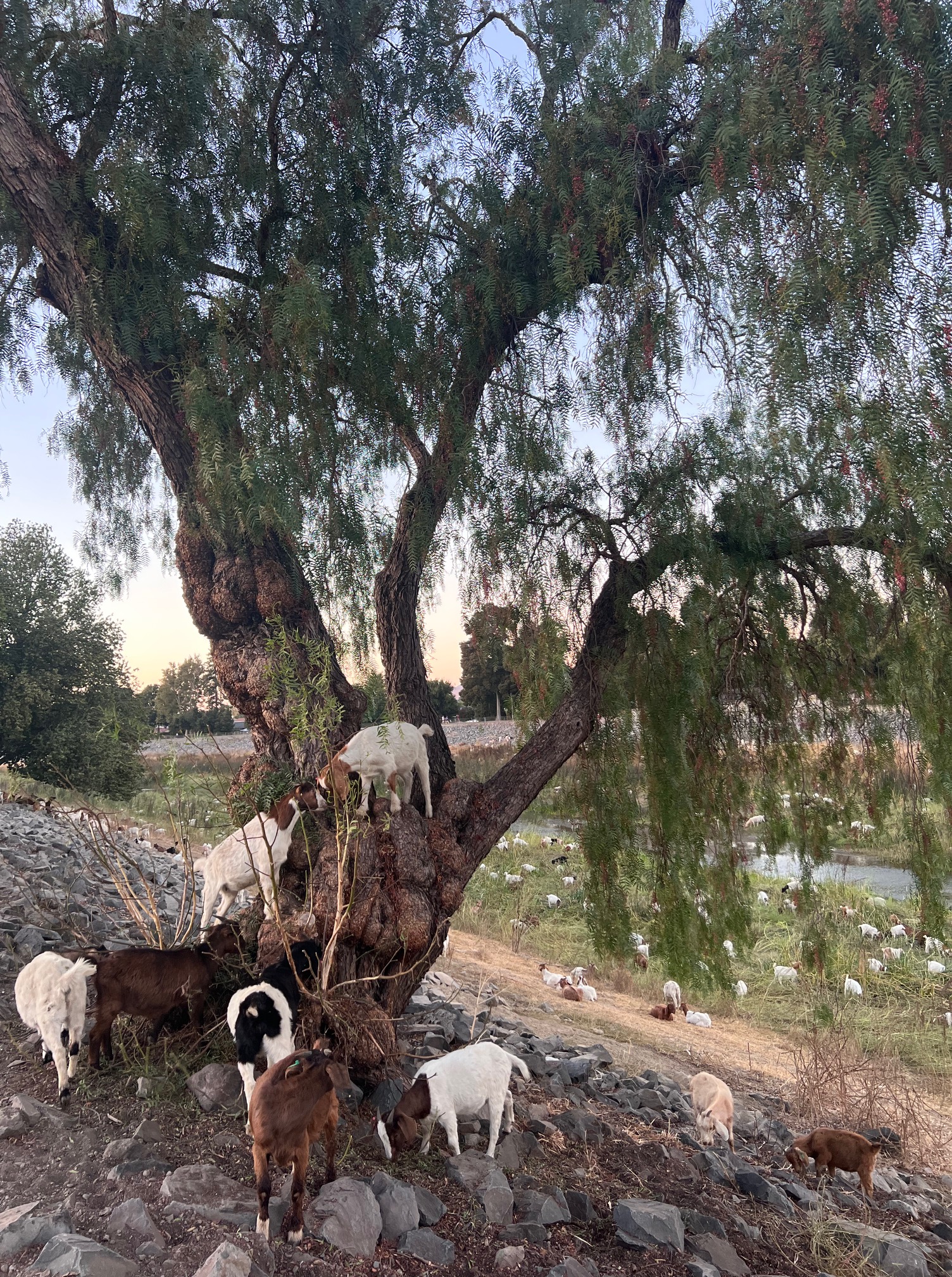 75AA2498-E9FE-4C9F-B211-BFFB9F499459